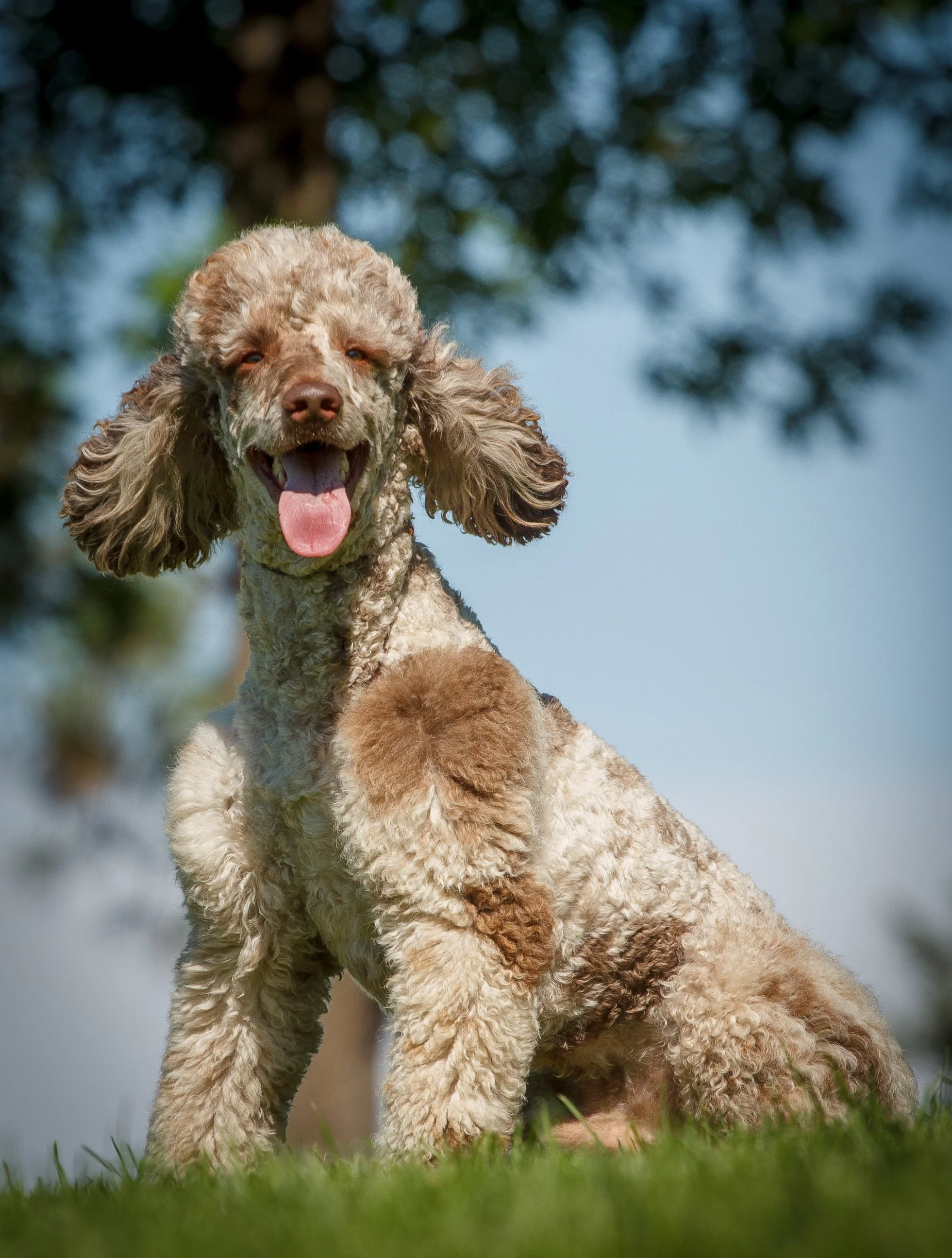 Parti poodles for top sale near me